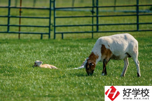 張家界旅游學(xué)校的優(yōu)勢在哪里？